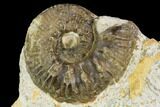 Ammonite Fossil - Boulemane, Morocco #122429-1